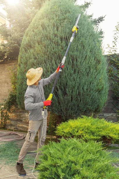 Best Tree Preservation Services  in Merkel, TX