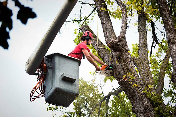  Merkel, TX Tree Services Pros